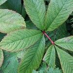 Rodgersia aesculifolia Frunză