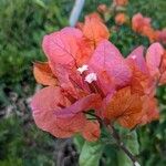 Bougainvillea × buttiana Kwiat