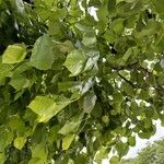 Tilia dasystyla Leht