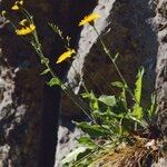 Hieracium ardissonei