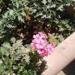 Verbena canadensis Flower