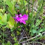 Calopogon tuberosus Blomma