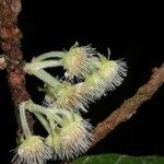 Sloanea rufa Froito