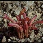 Orobanche fasciculata Hábito