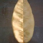 Chrysophyllum cainito Leaf