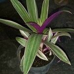 Tradescantia spathacea Frunză