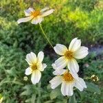 Bidens aurea Flor