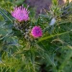 Carduus pycnocephalus Flower