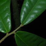 Uvariopsis bakeriana ᱥᱟᱠᱟᱢ