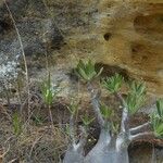 Pachypodium rosulatum Bark