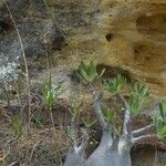 Pachypodium rosulatum Rinde