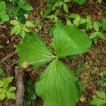 Trillium ovatum 叶