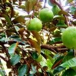 Chrysophyllum cainito Fruit