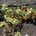 Sedum oregonense Pokrój