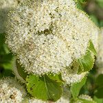 Viburnum lentago പുഷ്പം