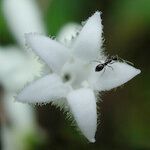 Psychotria faguetii Blüte