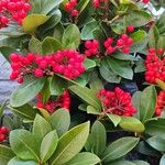 Skimmia japonica Alkat (teljes növény)