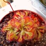 Drosera natalensisعادت داشتن