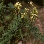 Astragalus canadensis Характер