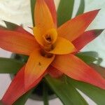Guzmania lingulata Flower
