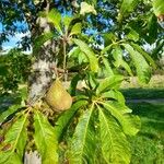 Aesculus pavia Fruit