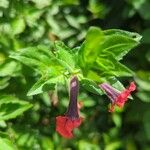 Cuphea llavea Λουλούδι