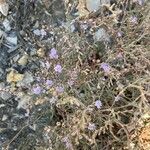 Limonium cordatum Λουλούδι