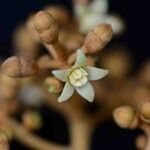 Schefflera morototoni Blomst