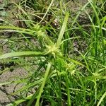 Carex grayi Fruit