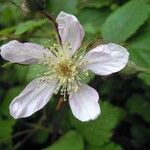 Rubus scabripes പുഷ്പം