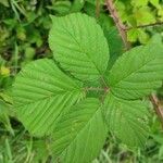 Rubus elegantispinosus Folio