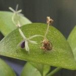 Ruscus hypophyllum Flower