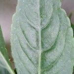 Impatiens flaccida Leaf