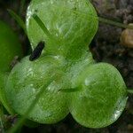 Lemna gibba Leaf