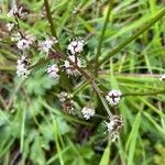 Sanicula europaea Flor