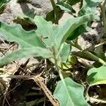 Solanum elaeagnifolium Blatt