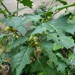 Solanum aethiopicum Foglia