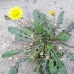 Crepis bursifolia عادت داشتن