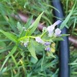 Mertensia lanceolata Flower