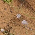 Stephanomeria diegensis Flower