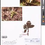 Raphionacme utilis Otro