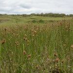 Carex stenophylla Агульны выгляд