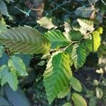 Carpinus betulusBlad