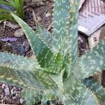 Aloe maculata Листок
