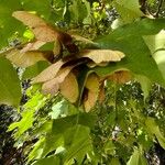 Acer cappadocicum Плід