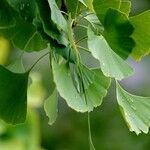 Ginkgo biloba Blatt