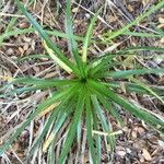 Eryngium paniculatum Habitus