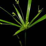 Cyperus laxus Агульны выгляд