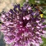 Allium rotundum Blüte