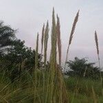 Loudetia phragmitoides Flor